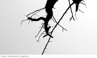 古詩中的樹詩句有哪些