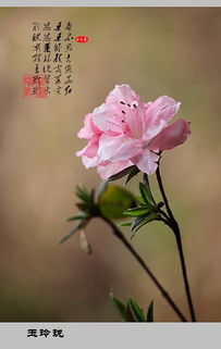 關(guān)于杜鵑花的詩句古詩