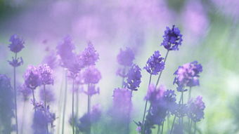 關(guān)于生命的美好的詩句