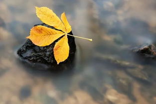 關(guān)于秋葉的詩(shī)句古詩(shī)詞