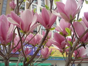 關(guān)于聯(lián)想詩(shī)句