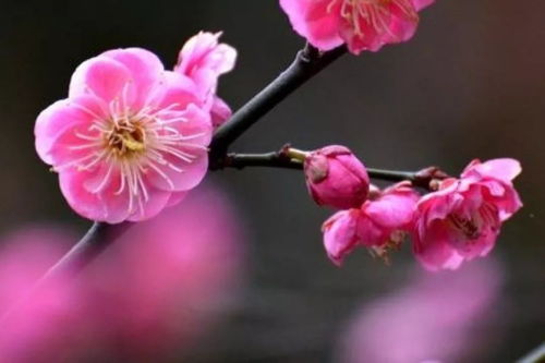 關(guān)于春節(jié)的感慨詩(shī)句