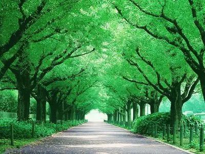 描寫鄉(xiāng)間小路風(fēng)景的詩句,描寫鄉(xiāng)間小路風(fēng)景的經(jīng)典詩句,最美的鄉(xiāng)間小路的詩句