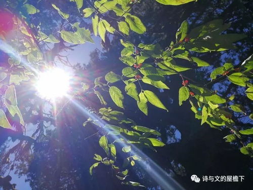 關(guān)于屋檐下的詩句