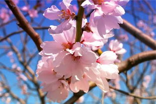 贊美春天杏花的詩句古詩