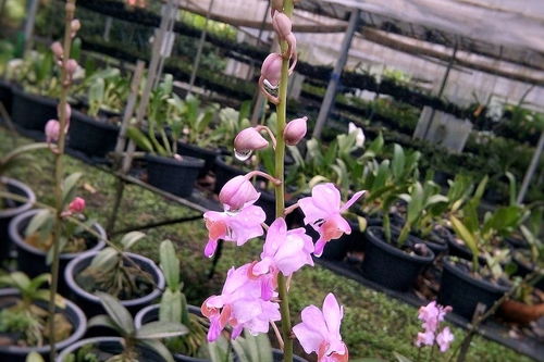 描寫蘭的古詩句子