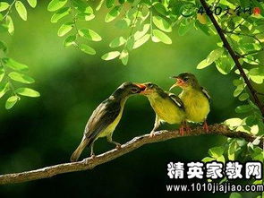 關(guān)于竹精神的詩句