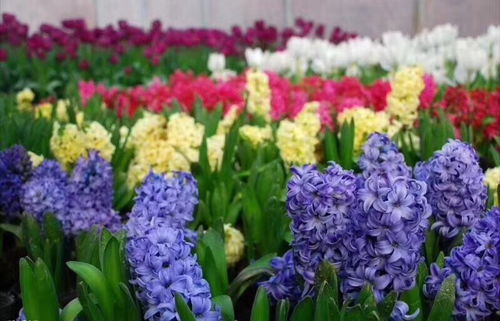 關(guān)于風(fēng)信子詩(shī)句