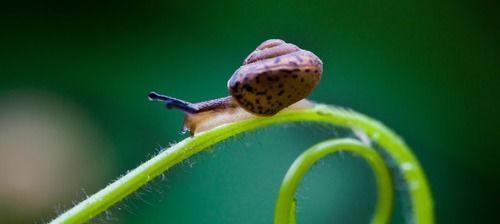 詩句,蝸牛,描述