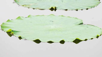 關(guān)于花的詩(shī)句歌