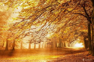 關(guān)于森林防火的古詩句,關(guān)于森林美景的古詩句,描寫森林的古詩句