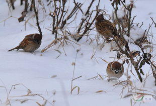 關(guān)于麻雀寓意好的詩句