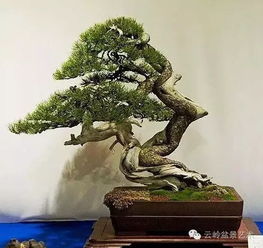 有松樹的古詩句