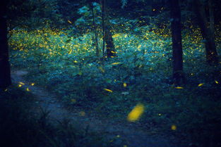 螢火蟲(chóng),詩(shī)句,描寫(xiě),蝴蝶