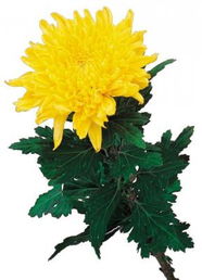 古詩菊花的詩句的注釋