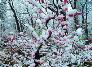 古詩稻花開頭的詩句
