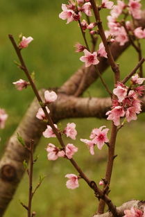 描寫梨花帶雨的古詩(shī)句