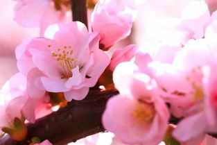 關(guān)于美人和杏花的詩句