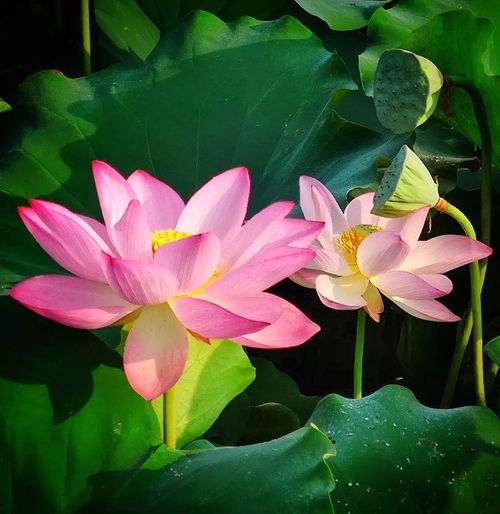 形容荷花的詞語和詩句,贊美荷花的詞語詩句和句子,描寫夏天荷花的詞語和詩句有哪些