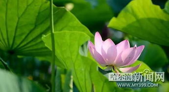 西湖,古詩(shī),詩(shī)句,夏天