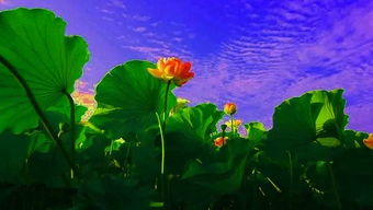 詩句,大自然,溫暖