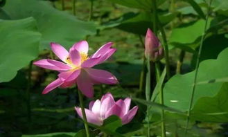 寫西湖荷花的詩句古詩