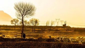 破敗,詩句,荒涼