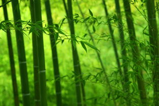 春雨竹子的詩句古詩