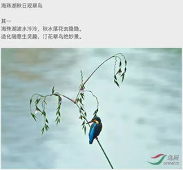 一些描寫鳥的古詩句有什么