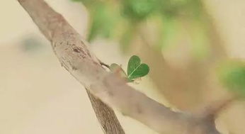 詩句,帶有,有哪些