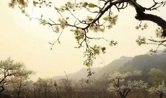 古詩(shī),梨花,詩(shī)句