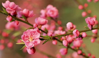 關(guān)于桃花的詩句古詩唯美,小學(xué)關(guān)于桃花的詩句古詩,桃花的詩句古詩