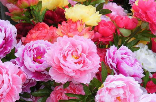 古詩,詩句,牡丹,贊美