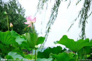 手機(jī)關(guān)于荷花的詩(shī)句