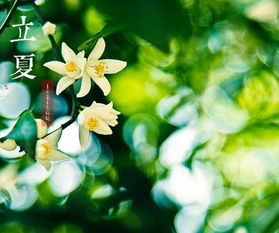 立夏,槐花,詩句