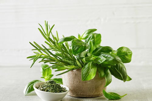 關(guān)于植物發(fā)芽的詩(shī)句