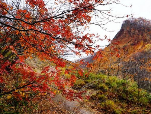 原始森林古詩(shī)句