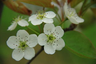 清朝關(guān)于梨花的詩句
