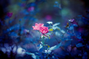 關(guān)于鶯美的詩(shī)句