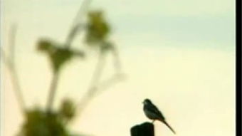 圣經(jīng)中關(guān)于陽光的詩句