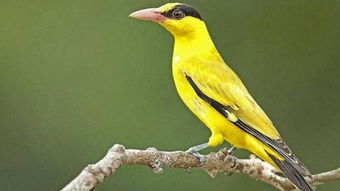 關(guān)于黃鶯的5字詩(shī)句