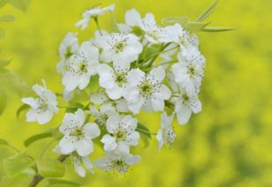 含有李花的古詩(shī)句