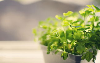 四首關(guān)于綠色植物的詩句