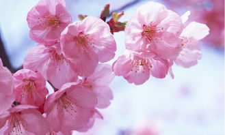 關(guān)于櫻花的唯美古詩句,描寫櫻花美的唯美古詩,關(guān)于櫻花的詩句