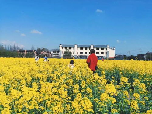 古詩詞,菜花,詩句