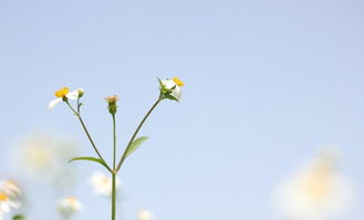 展現抱負的古詩句