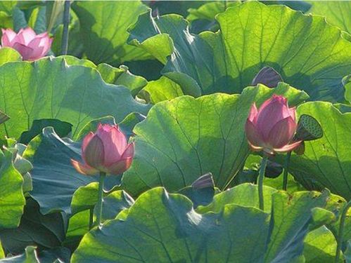 關于夏天的詩句古詩少