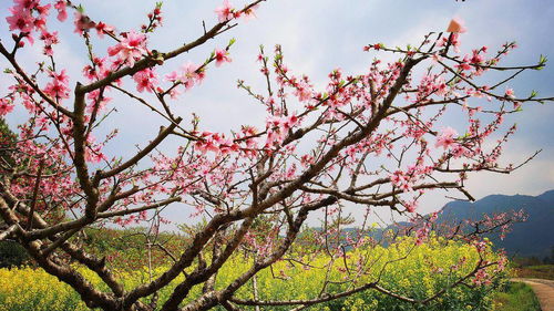 關關于王維的春天的詩句帶詩意