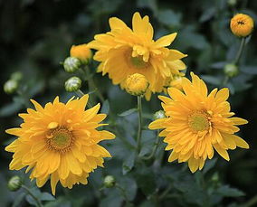 菊花,古詩,詩句,大全