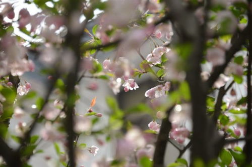 編關(guān)于海棠的詩(shī)句